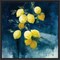 Lemon Grove I by Julia Purinton 16-in. W x 16-in. H. Canvas Wall Art Print Framed in Black
